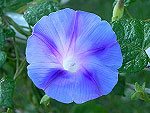 Decapo Light Blue Ipomoea Purpurea