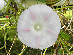 Shiva Ipomoea Purpurea