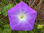 Wedding Bells Ipomoea Tricolor