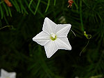 White Cypress Vine Ipomoea Quamoclit