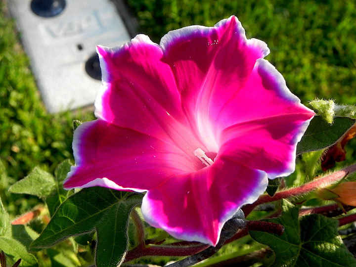 Kikyo Pearls Japanese Morning Glory Seeds - 6 Qty, Open Pollinated, Garden Seeds