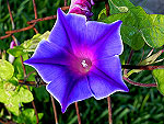 Kikyo Blue Ipomoea Nil