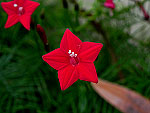 Red Cypress Vine Ipomoea Quamoclit
