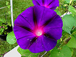 Grandpa Ott Ipomoea Purpurea