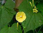 Yellow Trumpet Morning Glory Ipomoea Lutea