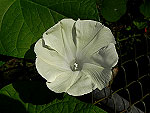 Crisp White Ipomoea Purpurea