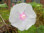 Jamie Lynn Ipomoea Purpurea
