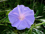 Sun Smile Blue Ipomoea Nil