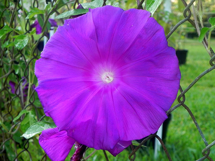 Heian No Kaori Japanese Morning Glory Seeds - 6 Open Pollinated Seeds From 2014 Garden
