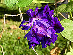 Purple Hige Ipomoea Purpurea