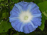 Clear Blue Sky / Seiun Ipomoea Nil