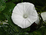 White Tievine Ipomoea Cordatotriloba