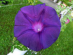 Black Queen Ipomoea Nil