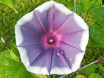 Gray Morning Mist Ipomoea Nil