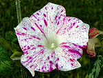 Kikyo Red Speckled Ipomoea Nil