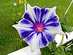 Kikyo Snowflakes Ipomoea Nil