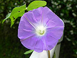 Lavender Ivy Leaf Ipomoea Hederacea