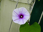 Lavender Moonvine Ipomoea Muricata
