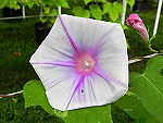 Lavender Silk Ipomoea Nil