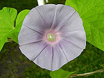 Silver Stars Ipomoea Nil