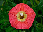 Apricot Candy Ipomoea Sloteri