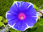 Blue Sprite / Ao Seishin Ipomoea Nil