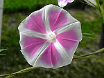 Sayaka Ipomoea Nil x Purpurea