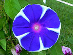 Big Blueper Ipomoea Nil