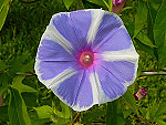 Chiaki Ipomoea Nil x Purpurea
