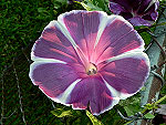 Plum Pie Ipomoea Nil