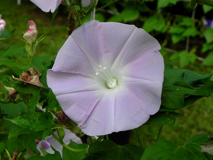 Light Pink Reverse Tube | Jacksonville Morning Glory Vineyard