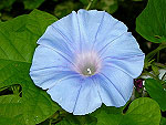 Big Baby Blue Ipomoea Nil
