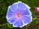 Blueberry Pie Ipomoea Nil