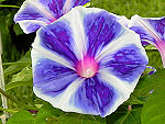 Blue Blizzard Fuji Ipomoea Nil x Purpurea