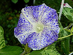 Blue Speckled Ipomoea Nil