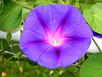 Indigo Feathers Ipomoea Purpurea