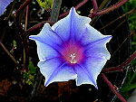 Kikyo Sora Ipomoea Nil