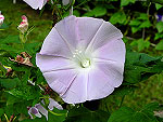 Light Pink Reverse Tube Ipomoea Nil