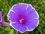 Rabenda Ipomoea Nil x Purpurea