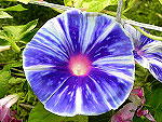 Supernova Blue Ipomoea Nil