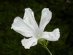 White Split Petal Ipomoea Purpurea