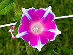 Kikyo Rose Ipomoea Nil