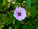 Wright's Morning Glory Ipomoea Wrightii