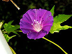 Jamani Rani / Purple Queen Ipomoea Nil