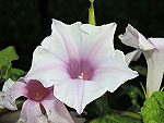 Kikyo Pearls Ipomoea Nil
