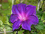 Kikyo Purple Fluffle Ipomoea Nil