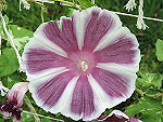 Lavender Fuji Ipomoea Nil
