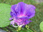 Mardi Gras Ipomoea Purpurea