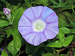 Marie Wells Ipomoea Nil