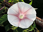 Peach Sparkle Ipomoea Nil